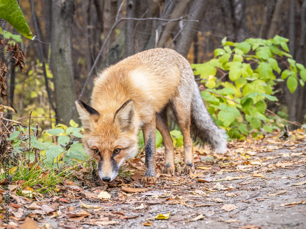 The red fox Vulpes vulpes walks along a path in the forest. The red fox Vulpes vulpes walks along a path in the forest.
