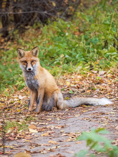 Close up of a red fox Vulpes vulpes, sitting on a path in the forest.