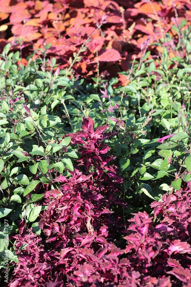 red and green leaves red and green leaves