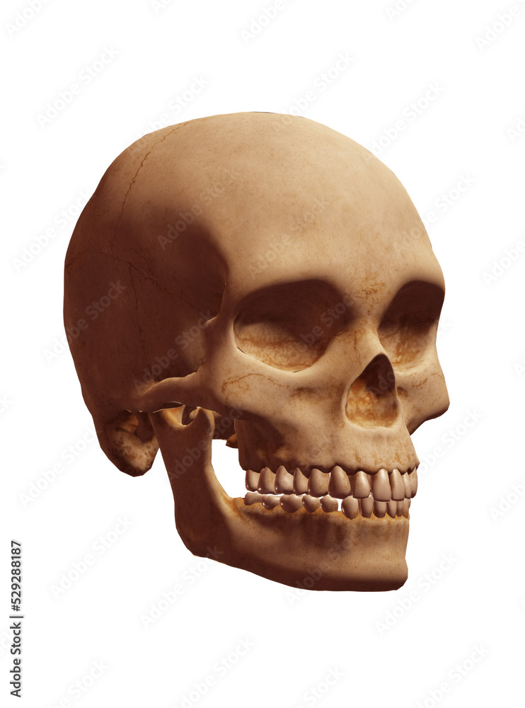 Obraz premium human skull isolated on white