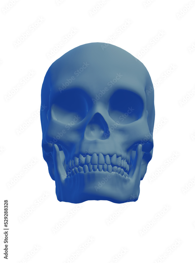 human skull isolated on white human skull isolated on white