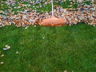 Pile of fall leaves with fan rake on lawn