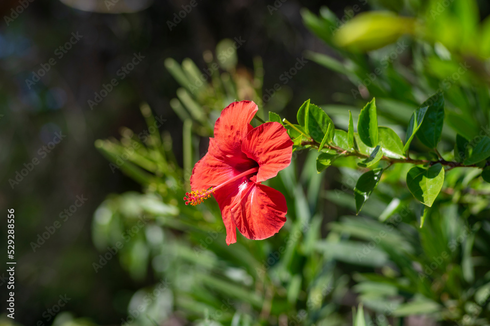 Hibiscus rosa-sinensis red flowering china rose tropical rose mallow plant, colorful bright flower in bloom Hibiscus rosa-sinensis red flowering china rose tropical rose mallow plant, colorful bright flower in bloom