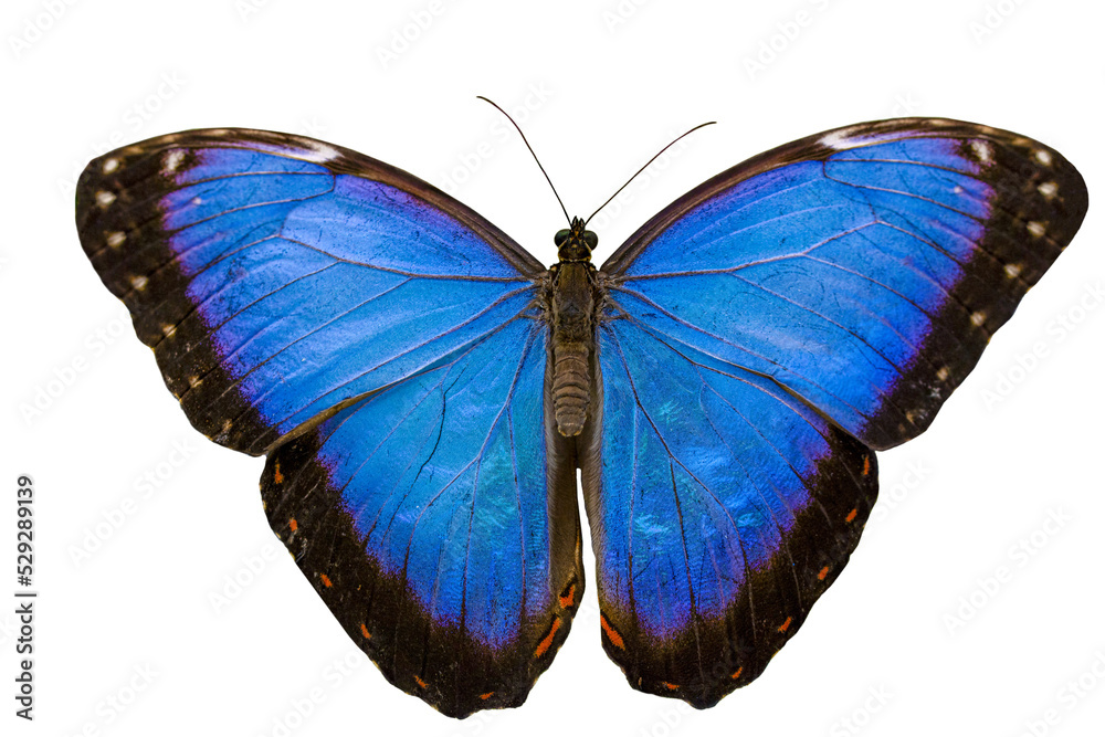 Obraz premium Macro shots, Beautiful nature scene. Closeup beautiful butterfly sitting on the flower in a summer garden.