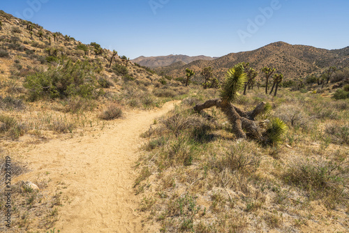hiking the west side loop trail in black rock canyon  joshua tree national park  usa