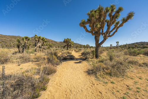 hiking the lost horse mine trail in joshua tree national park  usa