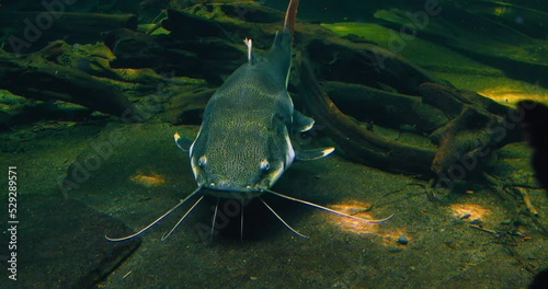 Redtail catfish. Phractocephalus hemioliopterus is a pimelodid long-whiskered catfish, freshwater animal. Phractocephalus. Underwater big heavy deep river lake amazon. Tropical giant wildlife. photo