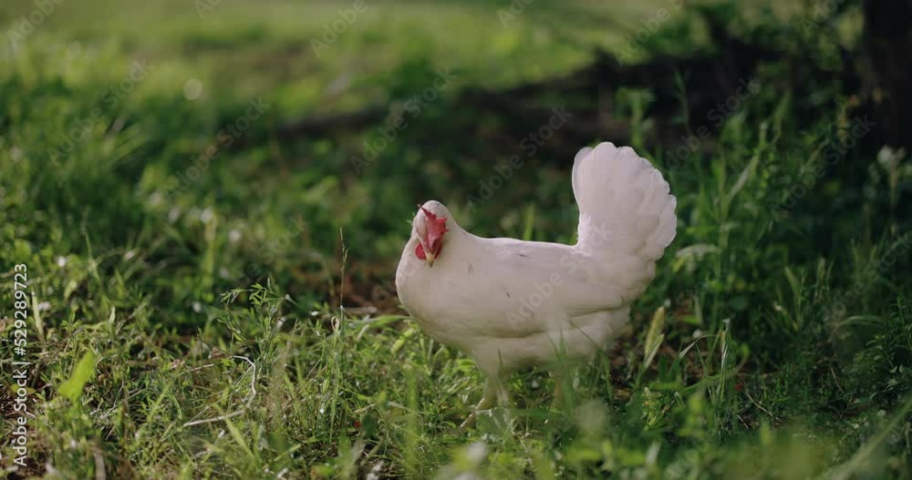 A white hen pecking at scattered forage in a field on the green grass on a farm in the summer sunset A white hen pecking at scattered forage in a field on the green grass on a farm in the summer sunset