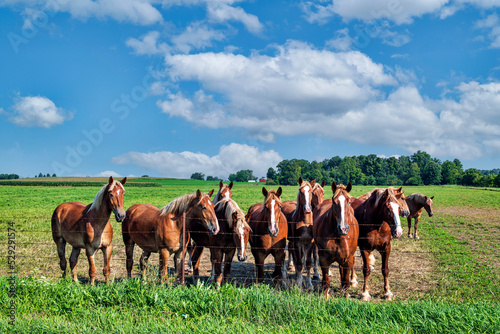 Work horses gather at the fence. photo