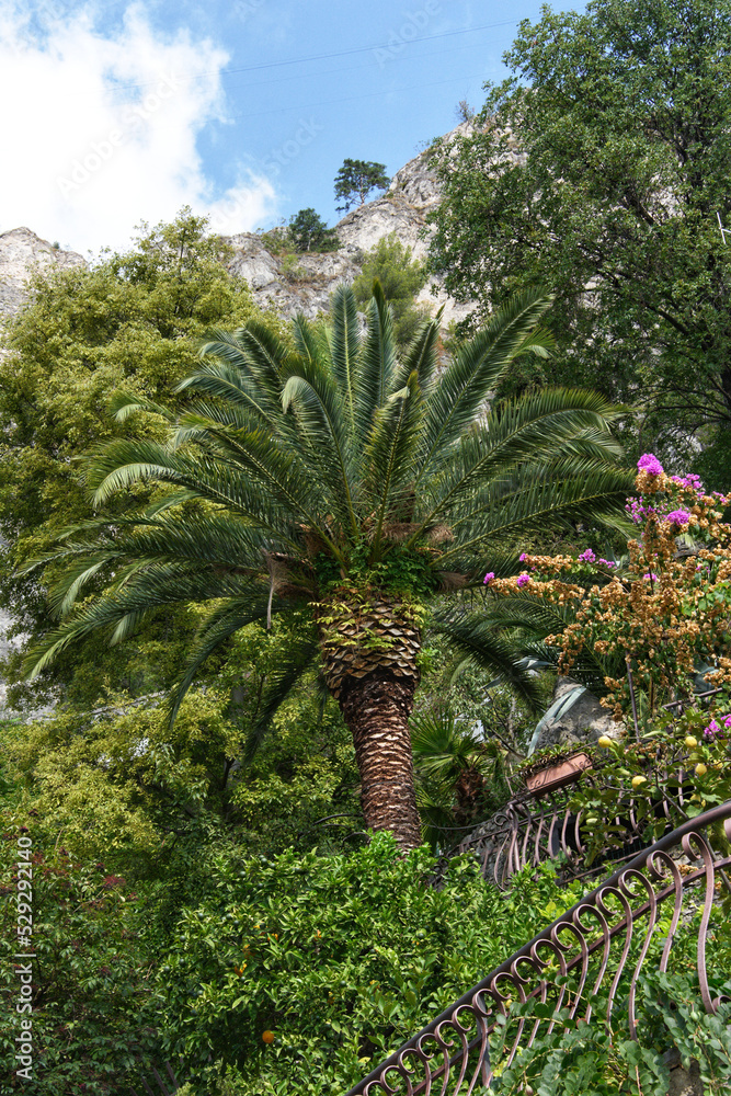 Giardino verde con palma