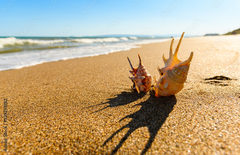 Sea morning landscape. Shells stick out in the sand against the background of the sea. Selective focus on the seashell. Sea morning landscape. Shells stick out in the sand against the background of the sea. Selective focus on the seashell.