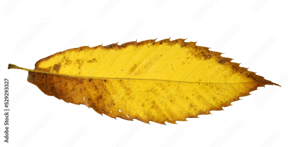 leaf isolated on white leaf isolated on white