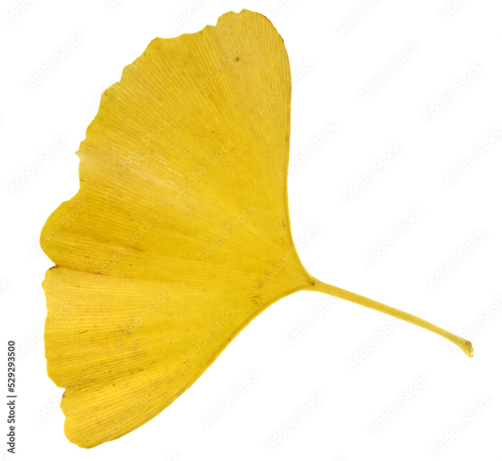 Naklejka premium yellow leaf isolated on white