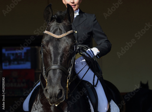Bay dressage horse portrait with rider 