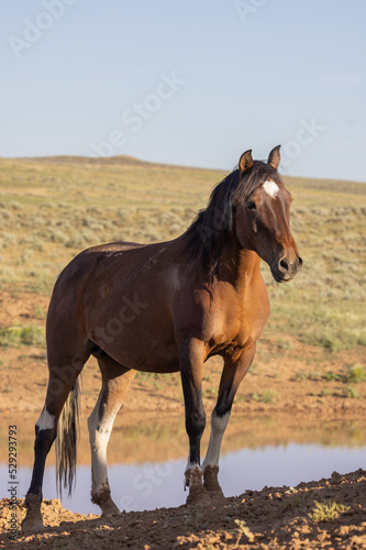  Beautiful Wild Horse in Summer in the Wyoming Desert © natureguy