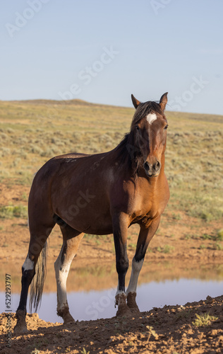  Beautiful Wild Horse in Summer in the Wyoming Desert © natureguy