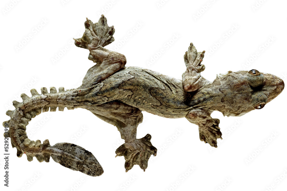 Flying gecko lizard full length body