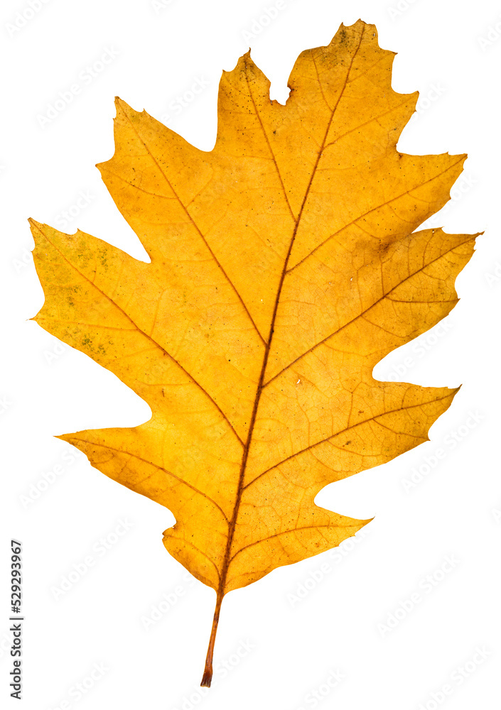 autumn oak leaf