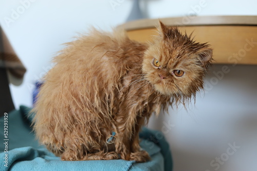 Wet persian cat after a bath looking upset and miserable