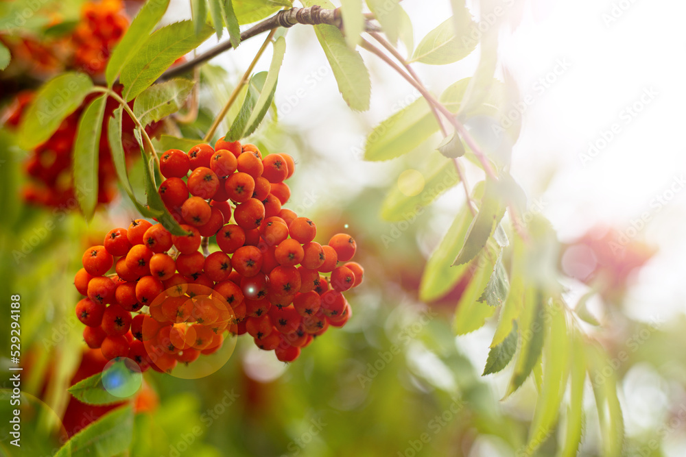 A rowan branch on a defocused background and sunlight. A rowan branch on a defocused background and sunlight.