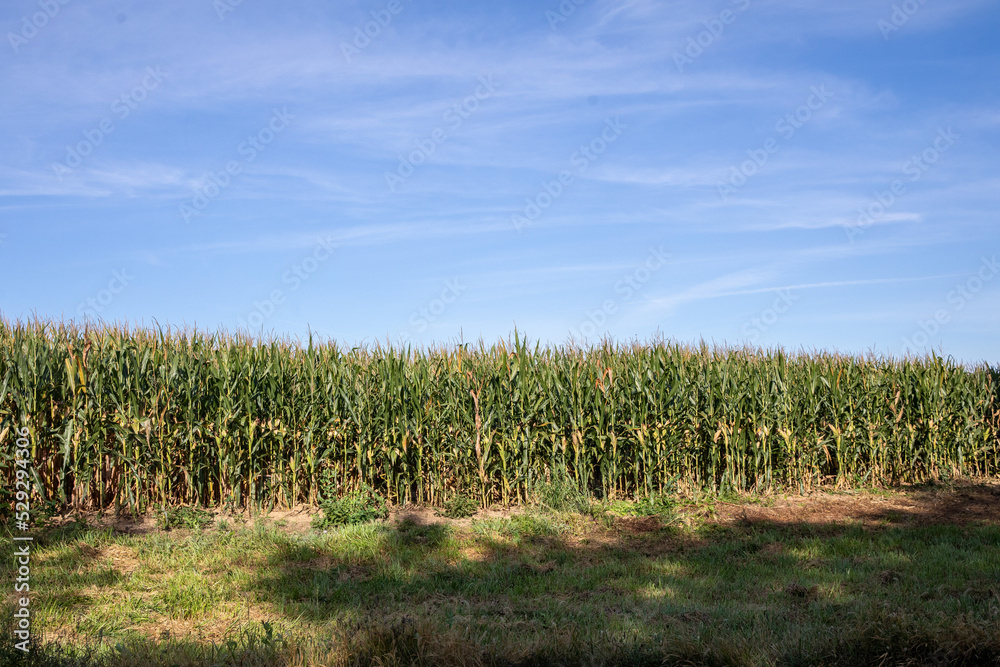 corn field with sky