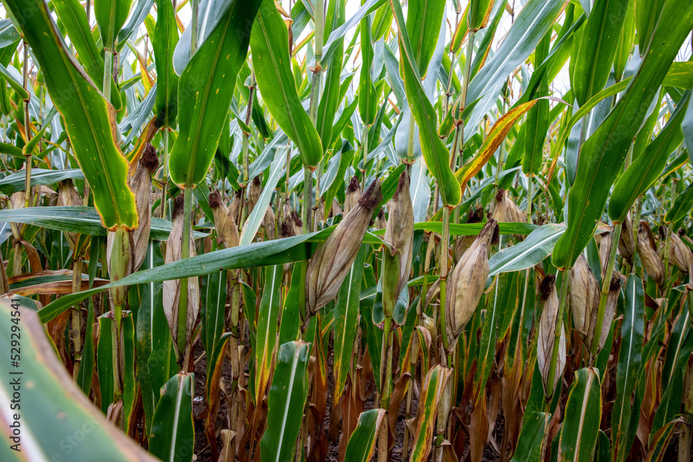 corn in the field corn in the field