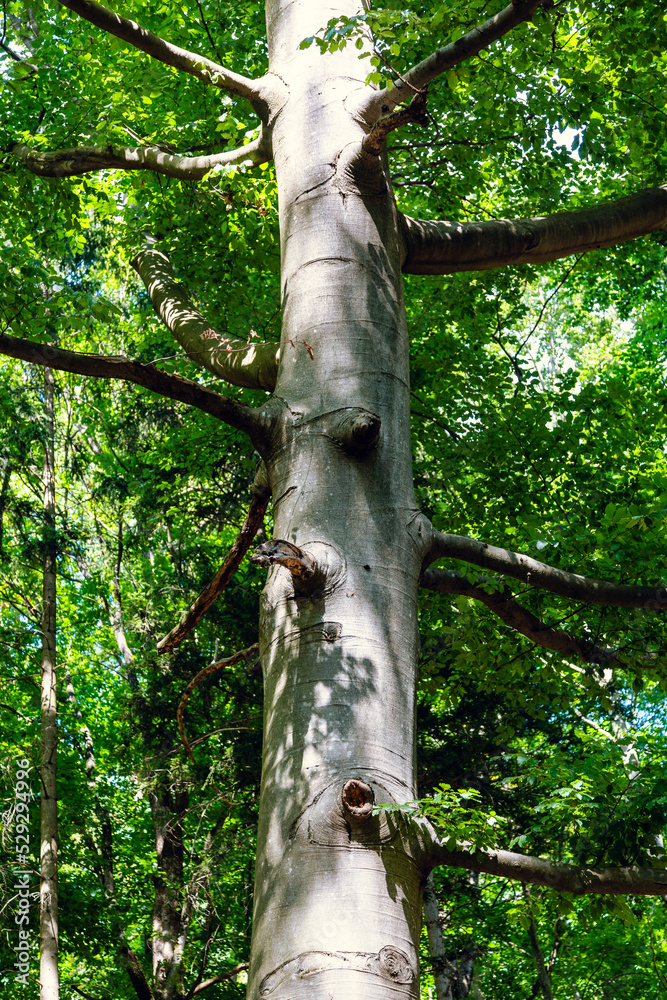 Fototapeta premium Trees, ruins and landscapes in Sparbach Nature Park an Austria's oldest nature park