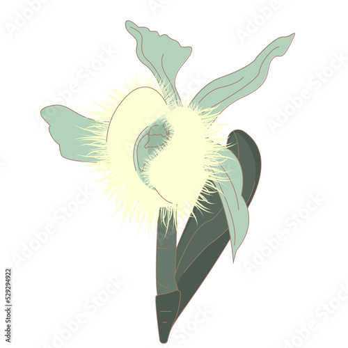 Honduras flor