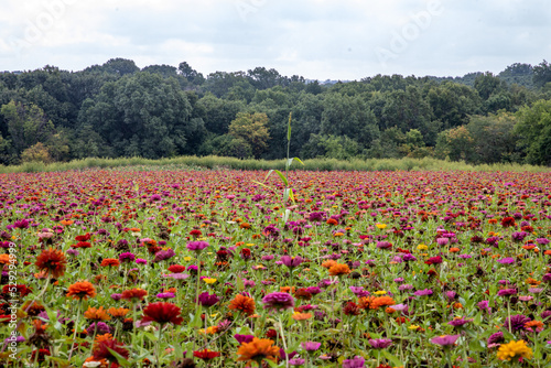field of flowers © Brent