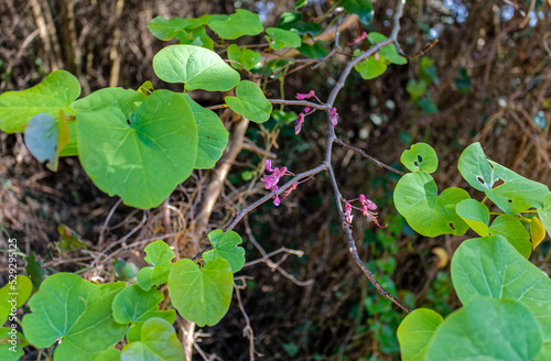 Cercis canadensis, the eastern redbud