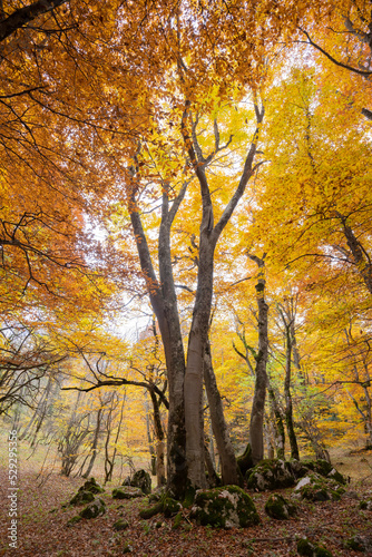 Autumn foliage in the forest of Sant Antonio in Italy  Pescocostanzo.
