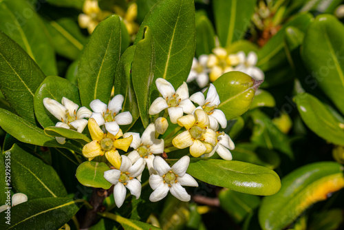 Pittosporum tobira several common names, including Australian laurel, apanese pittosporum, mock orange
