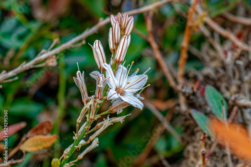 Asphodelus ramosus, the branched asphodel