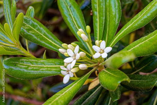 Pittosporum tobira several common names, including Australian laurel, apanese pittosporum, mock orange