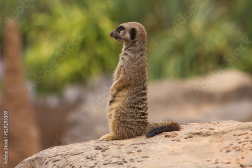 Cute meerkat in an iconic pose whilst on guard duty, meerkat on a rock watching intensely in the summer sunshine © Iain