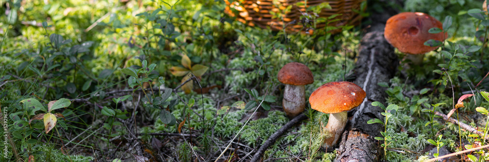 A forest edible brown cep porcini mushroom growing in a natural background. Karelia. Banner copy space for text A forest edible brown cep porcini mushroom growing in a natural background. Karelia. Banner copy space for text