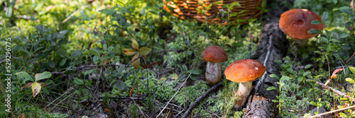 A forest edible brown cep porcini mushroom growing in a natural background. Karelia. Banner copy space for text