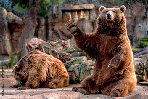 Fototapeta Naklejka Na Ścianę i Meble -  brown bear sitting waving
