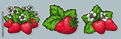 Strawberry group sticker set. Labels with realistic handdrawn berries flowers and leaves. Farmers market badges for organic fruit product packaging, canned jam marmalade juice fresh. Healthy food tag