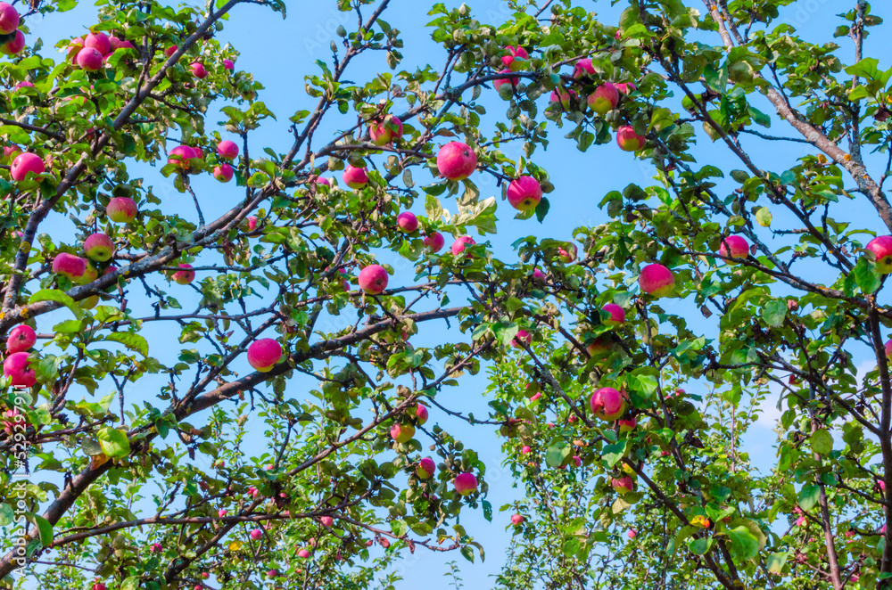 apple branches with apples in summer apple branches with apples in summer