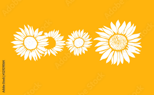 girasol