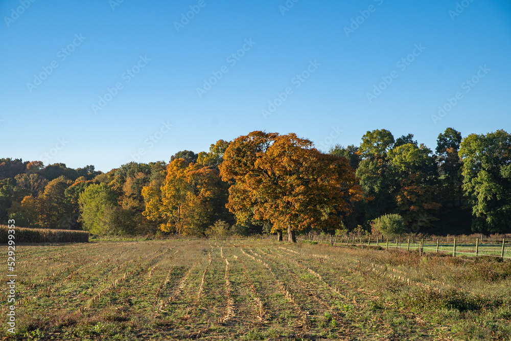 Harvested cornfield in the fall with orange trees in Amish country, Ohio