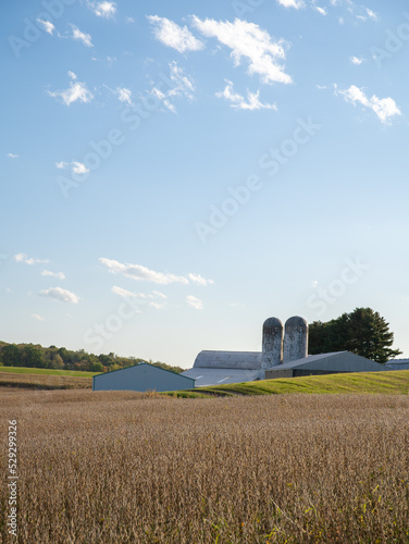 Soybean field ready for harvest on an Amish farm in Holmes County, Ohio, USA