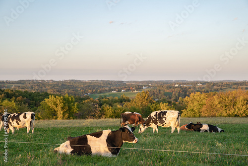Holstein cows in a pasture with vast farmland countryside in the background as far as the eye can see in Amish country, Ohio, USA