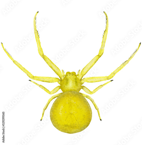 Illustration of yellow spider on white background	