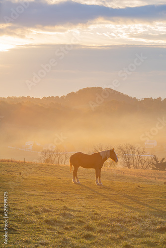 Belgian horse standing in a pasture amid the misty golden morning sunlight with rolling hills in the background