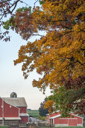 Yellow leaves on branches in the fall with a blurry farm in the background | Colorful autumn trees in Amish country farmland, Ohio