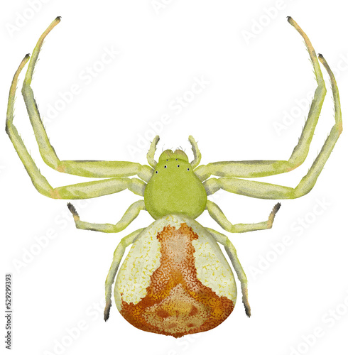 Illustration of green spider on white background	