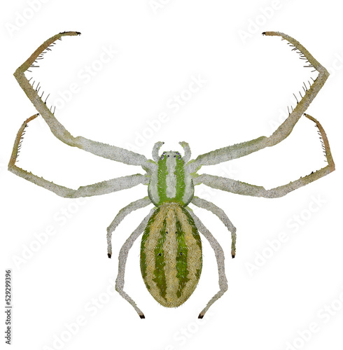 Illustration of green spider on white background