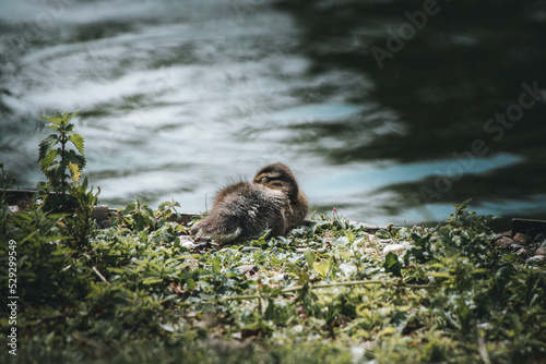 Sleeping Duckling